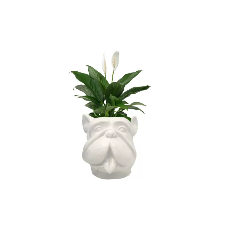 Grand Vase design pour extérieur tête de bouldog - Leo 70 cm<Meubles Moss Hot